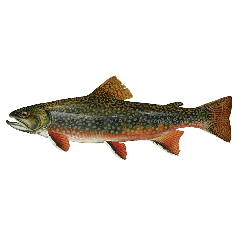 Brook Trout