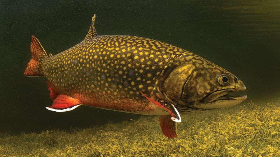 Spring Trout