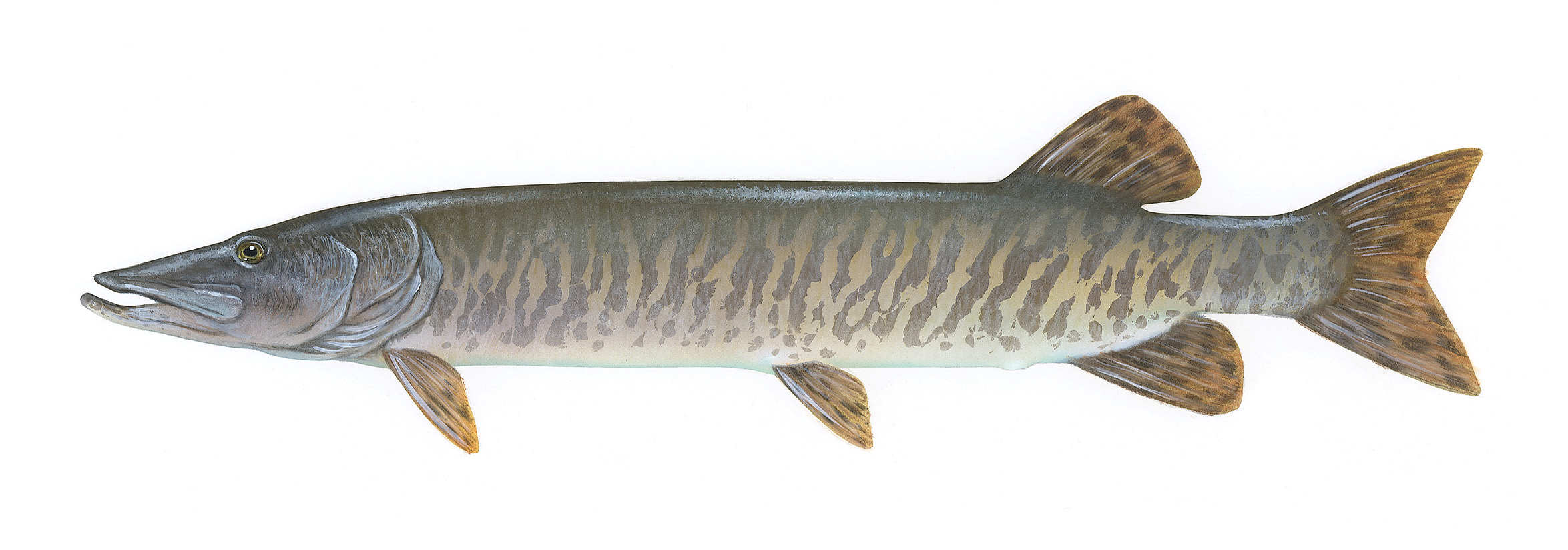 Muskie