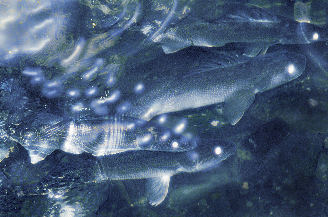 Night walleye fishing on dark water