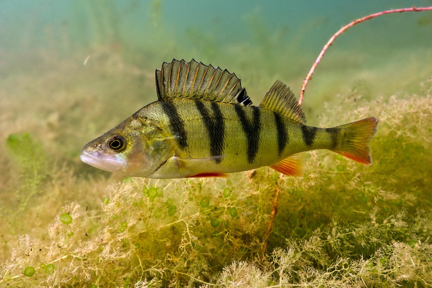 Yellow Perch