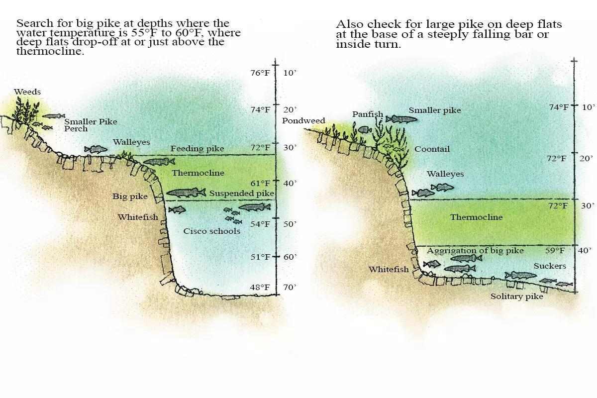 Pike location diagram showing depth and temperature zones