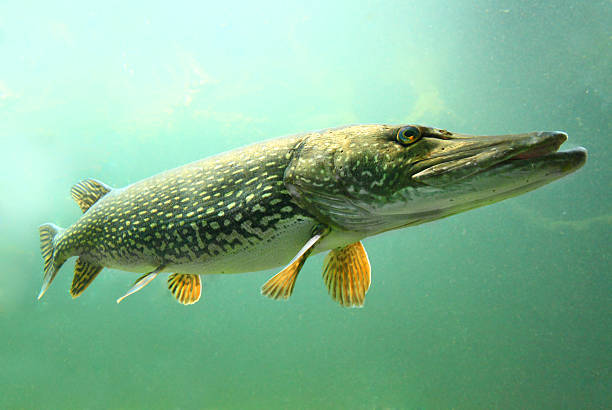 Spring Pike