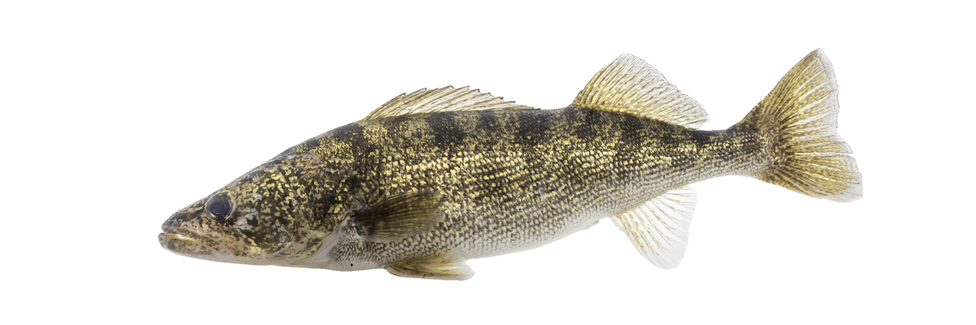 Walleye